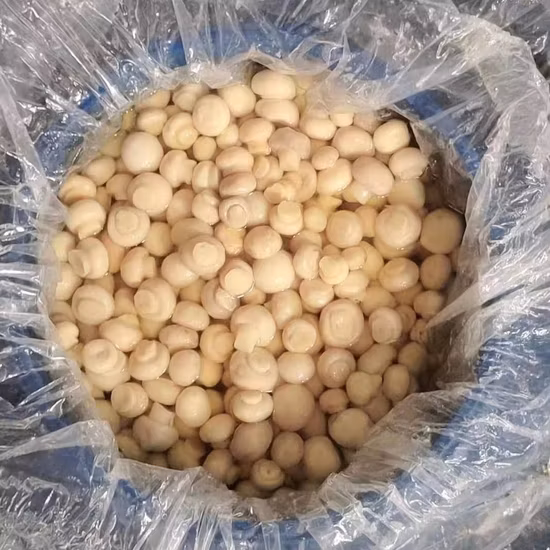 Funghi Champignon Interi in Confezione So2 in Fusto