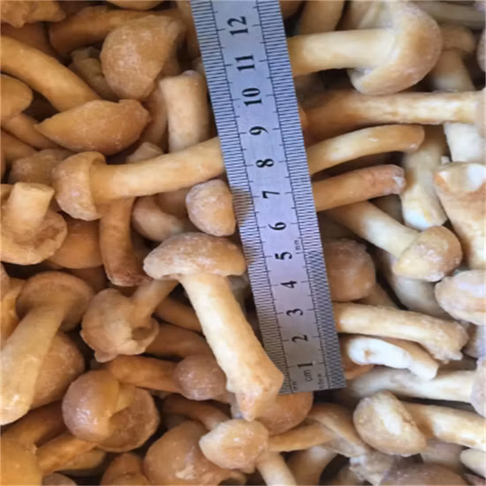 Funghi interi o affettati in salamoia in fusti