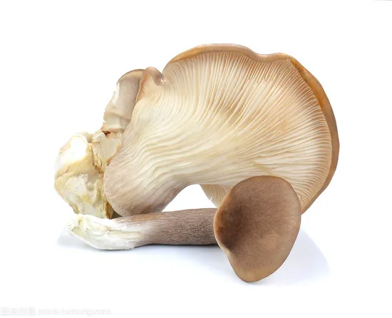 Funghi Conservati Interi in So2, Funghi Conservati Interi Sotto Aceto, Funghi Conservati In Salamoia, Funghi Salati Interi, Funghi Interi In Salamoia